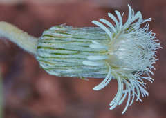 Chaptalia integerrima