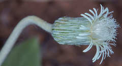 Chaptalia integerrima