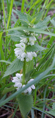 Lamium album