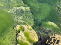 Cyprinodon nevadensis