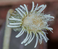 Chaptalia integerrima