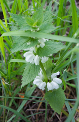 Lamium album