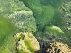 Cyprinodon nevadensis