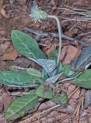 Chaptalia integerrima