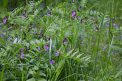 Vicia sepium