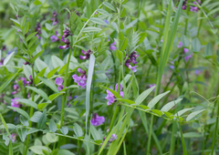 Vicia sepium