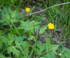 Ranunculus repens