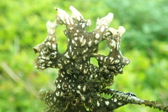 Lobaria pulmonaria