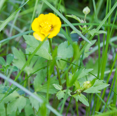 Ranunculus repens