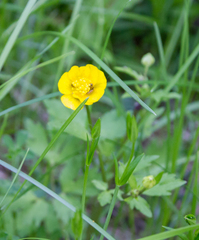 Ranunculus repens