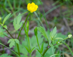 Ranunculus repens