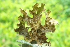 Lobaria pulmonaria