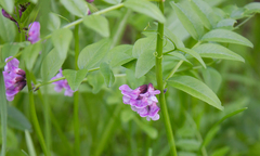 Vicia sepium