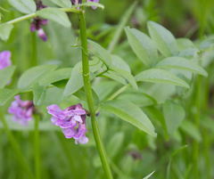 Vicia sepium