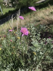 Knautia collina