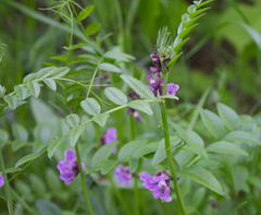 Vicia sepium
