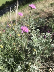 Knautia collina