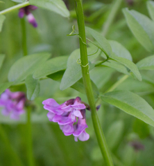 Vicia sepium