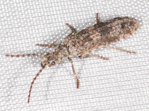 Priacma bleach beetle photo 4