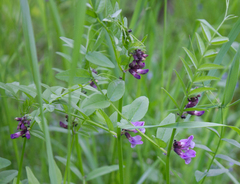Vicia sepium