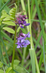 Vicia sepium