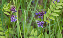 Vicia sepium