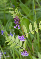Vicia sepium