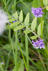 Vicia sepium
