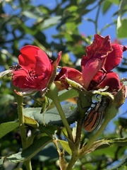 Diaprepes abbreviatus