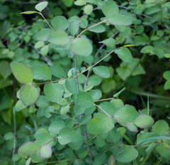 Symphoricarpos albus