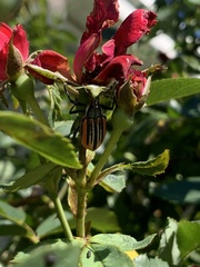 Diaprepes abbreviatus