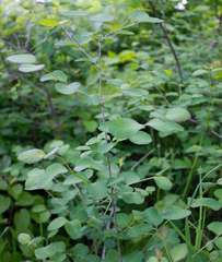 Symphoricarpos albus