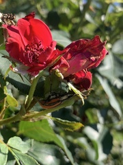 Diaprepes abbreviatus