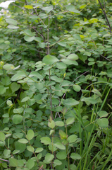 Symphoricarpos albus