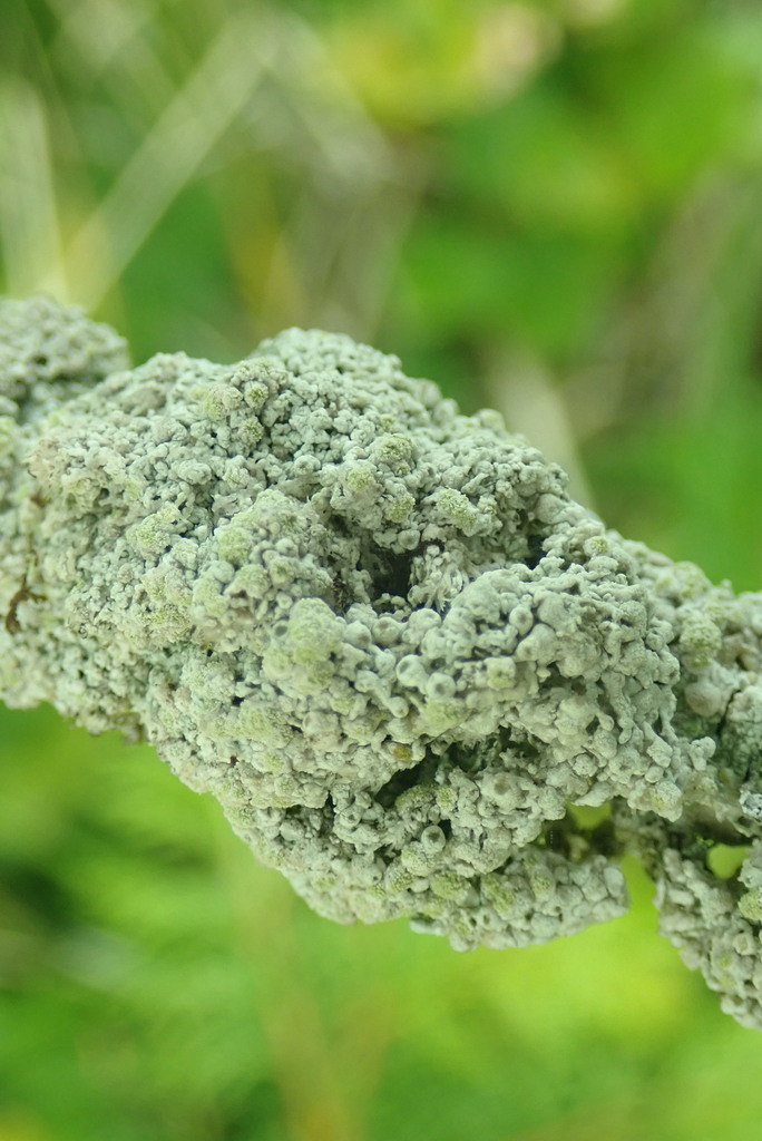 Coccotrema pocillarium