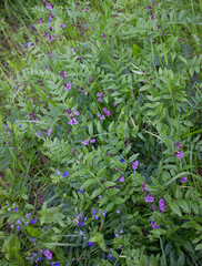 Vicia sepium
