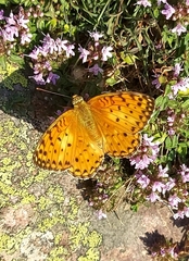 Argynnis elisa