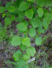 Physocarpus opulifolius