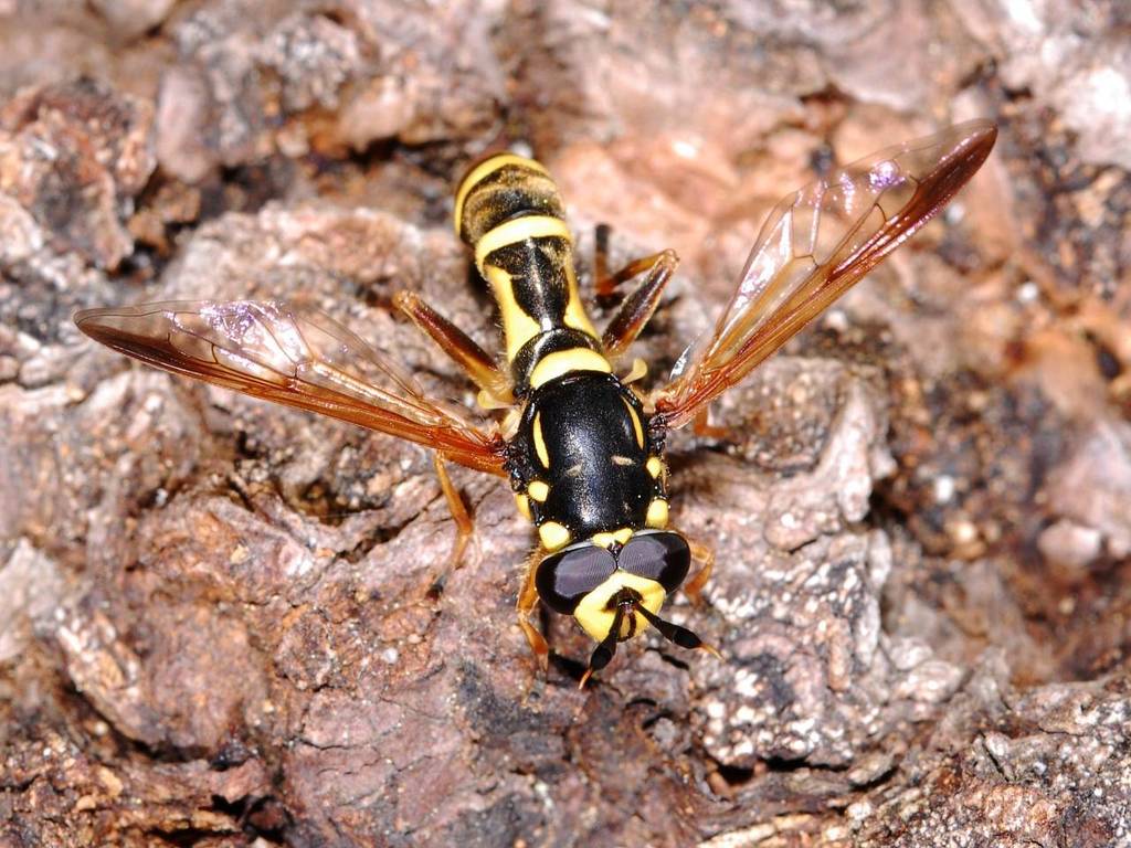 Cylindrical Wasp Fly