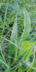 Plantago lanceolata