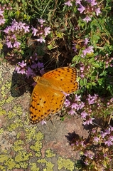 Argynnis elisa
