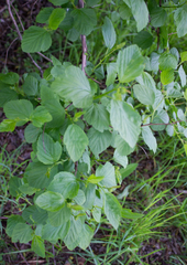 Physocarpus opulifolius