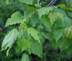 Acer tataricum
