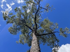 Corymbia clarksoniana