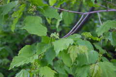 Acer tataricum