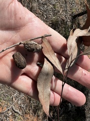 Corymbia clarksoniana