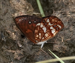 Lymanopoda labda labda