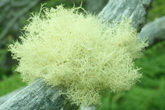 Usnea cornuta