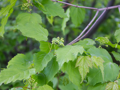 Acer tataricum