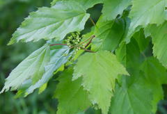 Acer tataricum